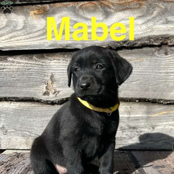 Mabel, Black Labrador Retriever Puppy